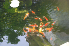 <b>景觀魚池設計注意事項及設計要點？</b>