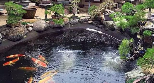 別墅景觀魚池如何設計才能更好的養(yǎng)好魚呢？