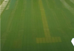 廣東接連暴雨！雨后游泳池水體發(fā)綠怎么清理？